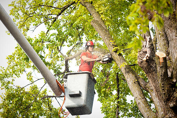 How Our Tree Care Process Works  in  Water Mill, NY